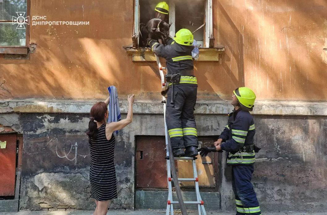 У Дніпрі з квартири, охопленої вогнем, врятували двох песиків