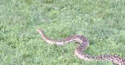 На жилмассиве Победа в Днепре гулял большой питон - рис. 15