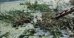 На Дніпропетровщині врятували косулю, яка п’ять годин провела у каналізаційному відстійнику