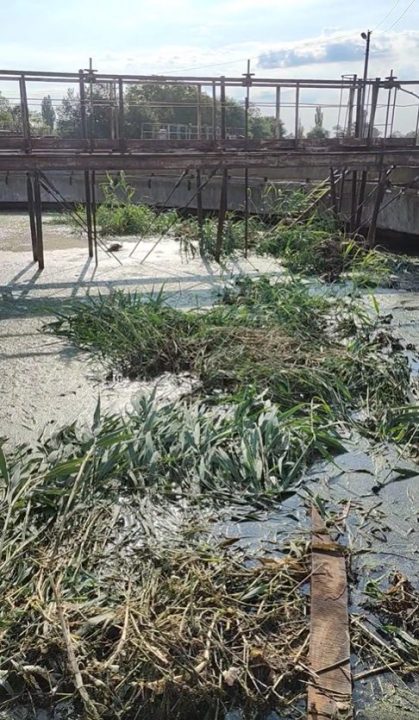 На Дніпропетровщині врятували косулю, яка п’ять годин провела у каналізаційному відстійнику