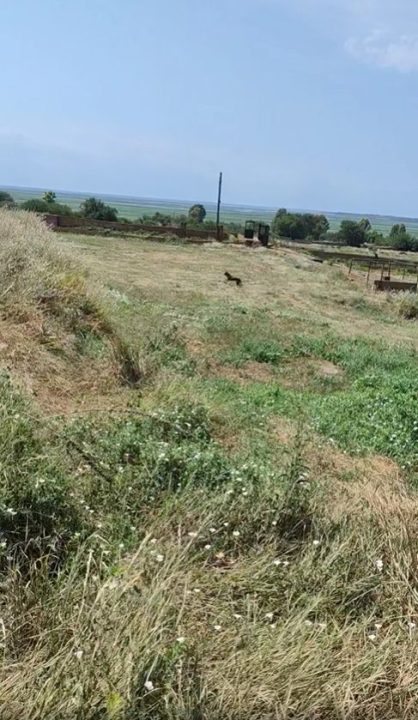 На Дніпропетровщині врятували косулю, яка п’ять годин провела у каналізаційному відстійнику