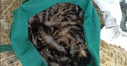 Наловила раків на 800 тис. грн: на Дніпропетровщині затримали жінку