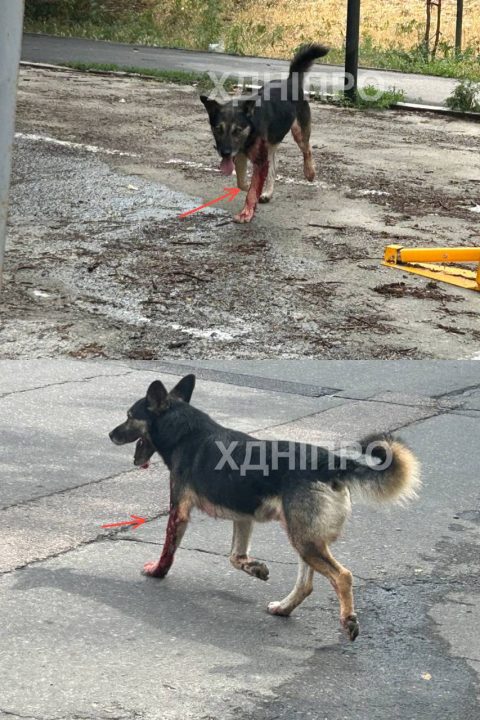 У Дніпрі неадекват стріляв у безпритульну собаку