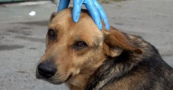 В Днепре мужчина стрелял в бродячую собаку - рис. 16