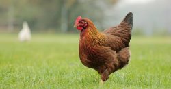 Просится на руки и дает погладить: в Днепре в Яхт-клубе «Січ» живет ручная курица - рис. 16