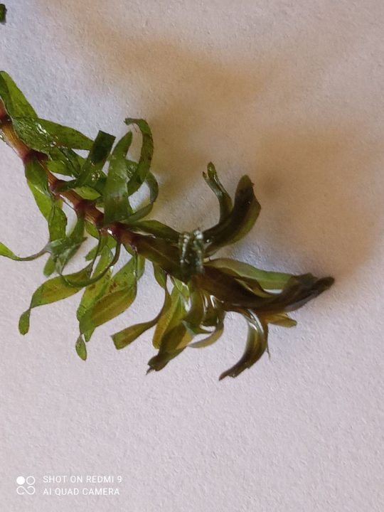 У заплаві поблизу Дніпра виявили чужорідну інвазійну рослину