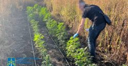 Жители Днепра ежемесячно производили и сбывали наркотические средства на 50 млн грн - рис. 3