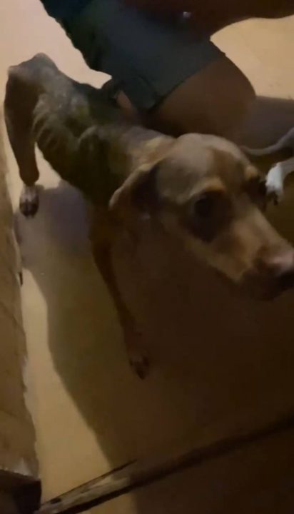 У Кривому Розі в квартирі знайшли знесилених тварини, яких місяць морили голодом - рис. 1