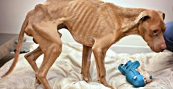 У Кривому Розі в квартирі знайшли знесилених тварини, яких місяць морили голодом - рис. 4