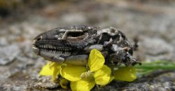 Поблизу Дніпра знайшли рештки невідомої рептилії - рис. 1