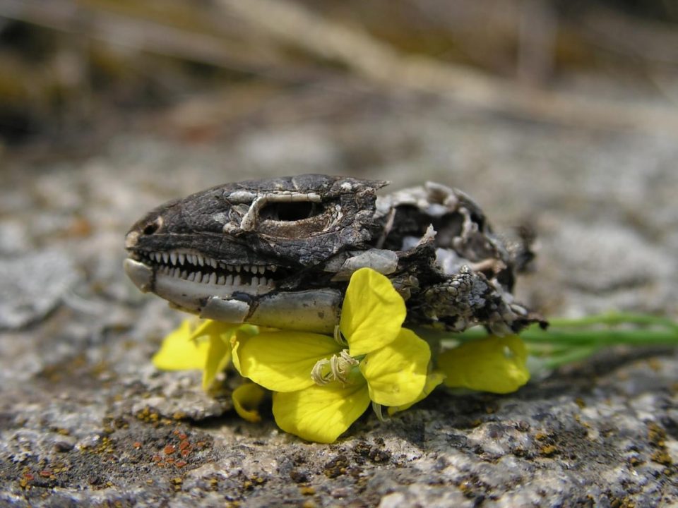 Вблизи Днепра обнаружили останки неизвестной рептилии - рис. 2
