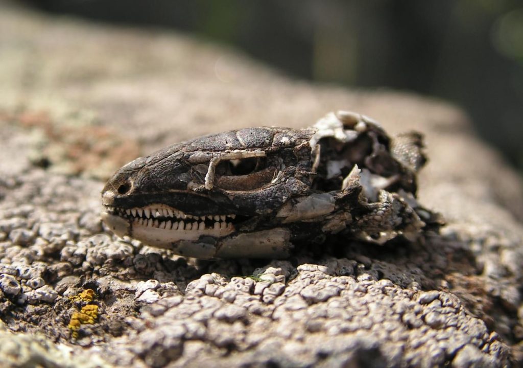 Вблизи Днепра обнаружили останки неизвестной рептилии - рис. 1