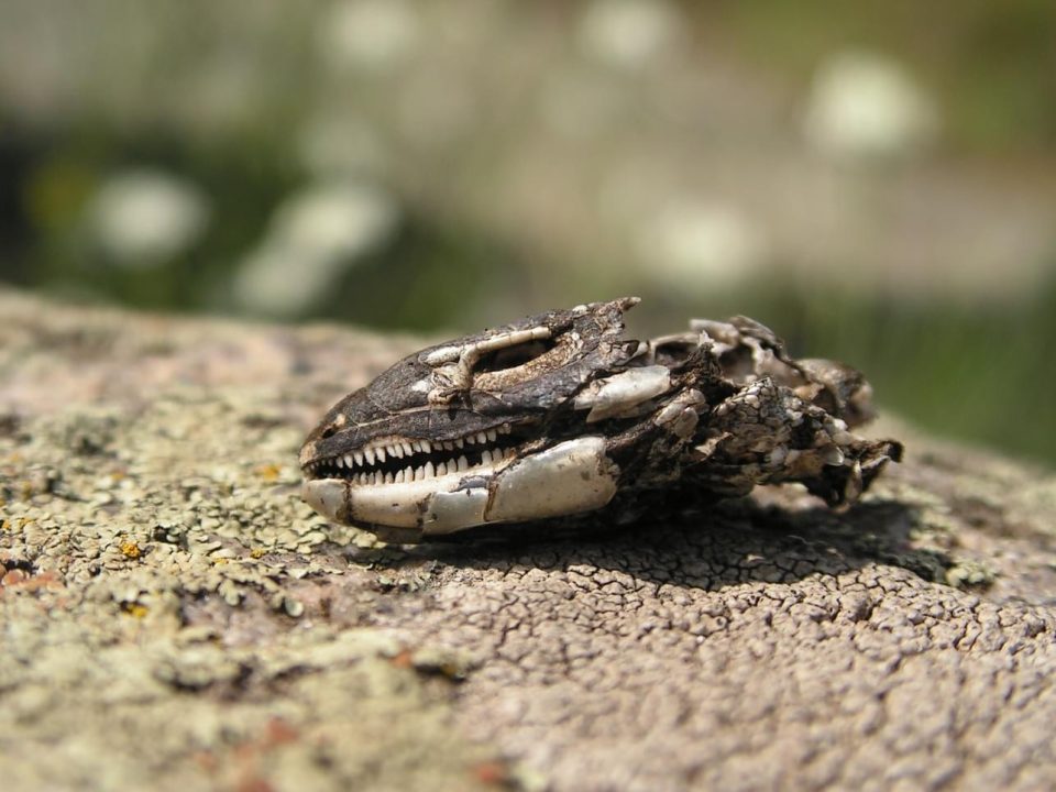 Вблизи Днепра обнаружили останки неизвестной рептилии - рис. 3