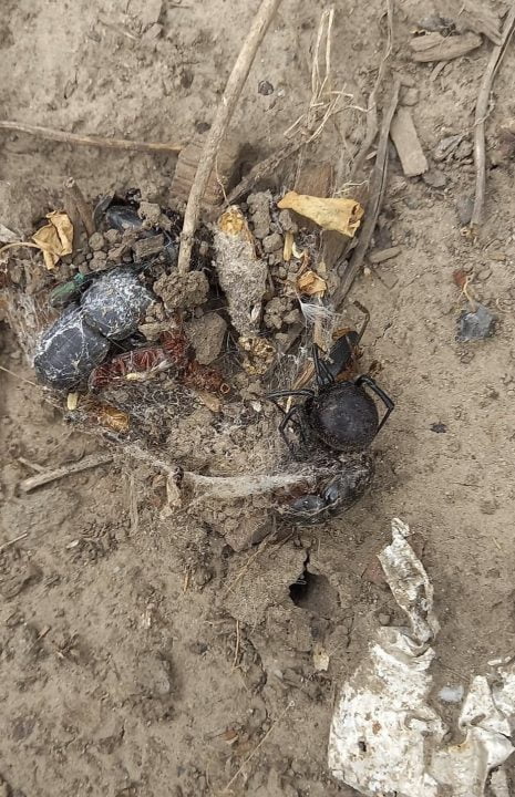 На Дніпропетровщині помітили павука, у 50 разів отруйнішого за тарантула - рис. 1