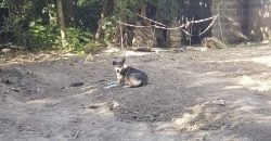 У Кривому Розі врятували двох собак, яких замурували у теплотрасі - рис. 18