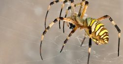 У Дніпрі на житломасиві Сокіл помітили отруйного павука-тигра - рис. 1