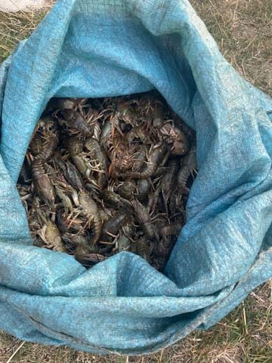На Дніпропетровщині порушник наловив раків та риби на 1,9 мільйонів гривень - рис. 1