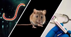 Спасти не смогли: на Днепропетровщине мужчина умер от лептоспироза - рис. 6