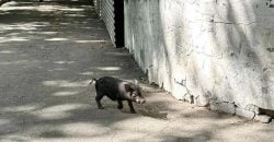 В Днепре возле университета заметили испуганную маленькую свинку: жители ищут владельцев - рис. 1