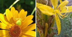 Змінює колір як хамелеон: на Дніпропетровщині помітили павука-краба - рис. 1