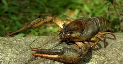 У Дніпрі та області вводять заборону на вилов раків - рис. 4