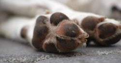 Уже умерло несколько животных: в Днепре под открытым небом разбрасывают яд - рис. 8