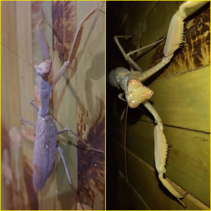 Поблизу Дніпра помітили рідкісного богомола