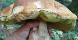 На Днепропетровщине растет белый гриб весом 1,3 кг - рис. 15