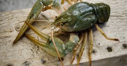 У Дніпрі та області дозволили ловити раків: які правила - рис. 1