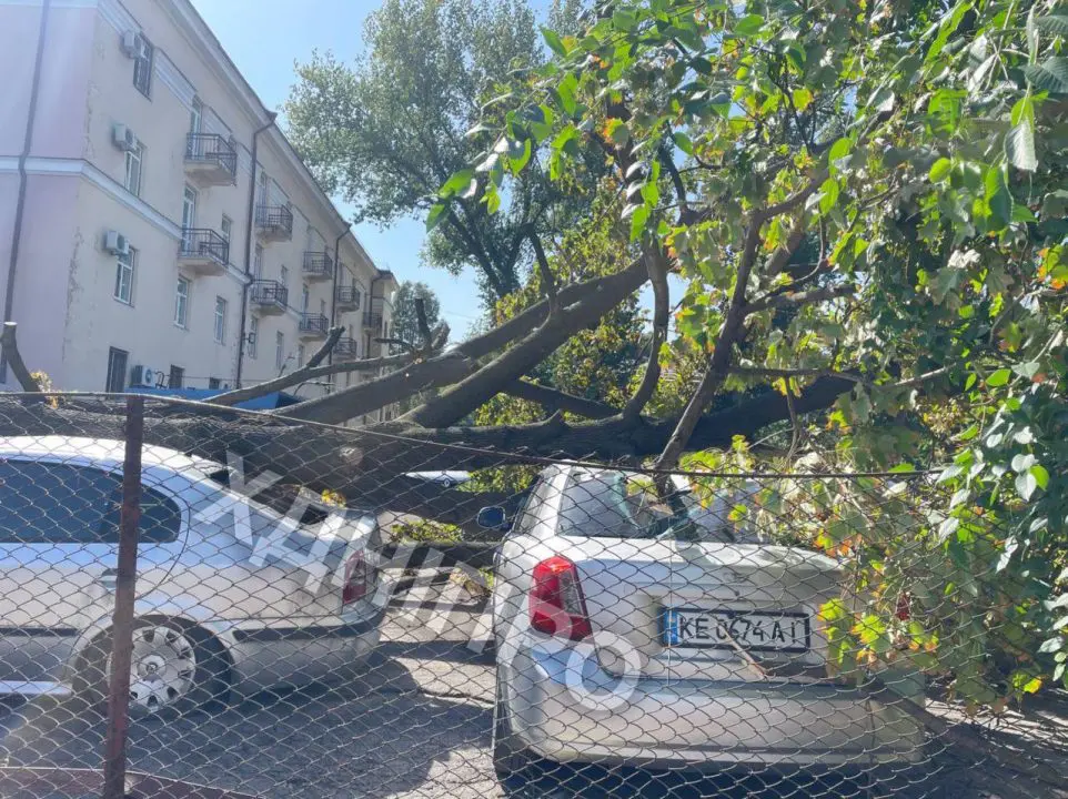 У Дніпрі та області попереджають про штормовий вітер: пориви до 22 м/с