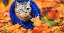 Воскресенье будет солнечным и теплым: прогноз погоды в Днепре на 8 сентября - рис. 16