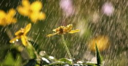 Кратковременный дождь: какой будет погода в Днепре 10 сентября - рис. 15