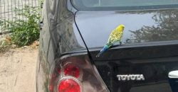 В Днепре на жилмассиве Хмельницкий заметили волнистого попугайчика - рис. 10