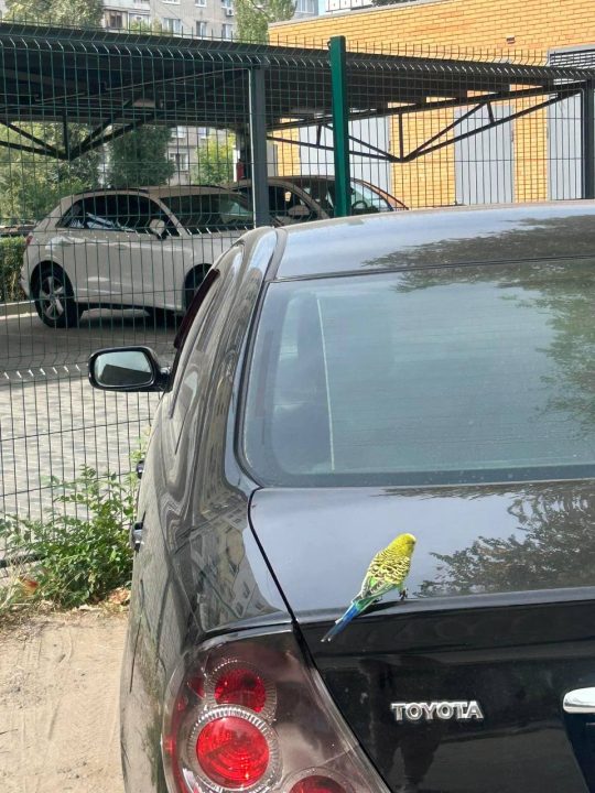 У Дніпрі на житломасиві «Хмельницький» помітили хвилястого папужку