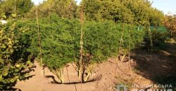 На Дніпропетровщині викрили наркоділка, що вирощував коноплі на 25 млн грн