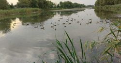 У Дніпрі критично обміліло озеро Куряче: качки вже не плавають, а ходять