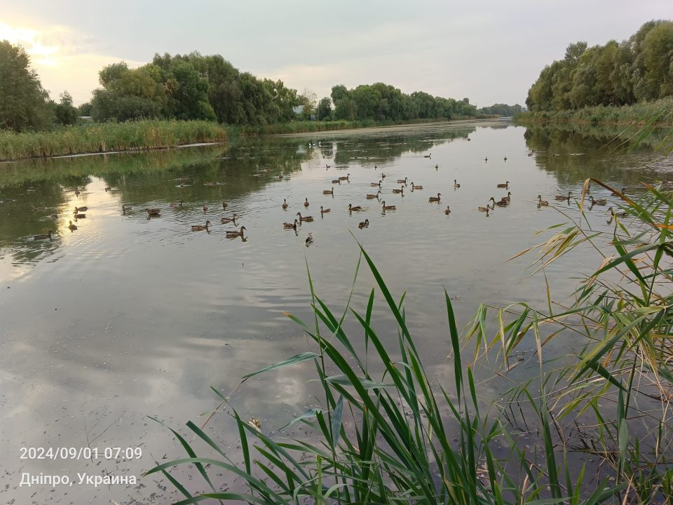 У Дніпрі критично обміліло озеро Куряче: качки вже не плавають, а ходять