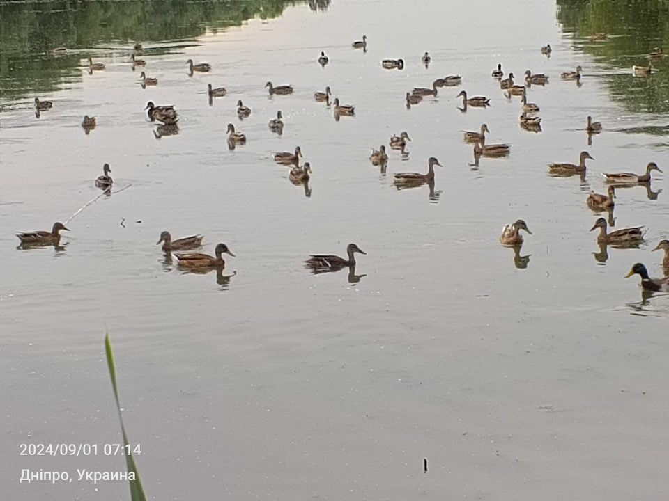 У Дніпрі критично обміліло озеро Куряче: качки вже не плавають, а ходять