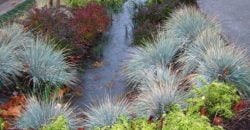 В Днепре предлагают создать дождевые сады для управления ливневыми стоками - рис. 9