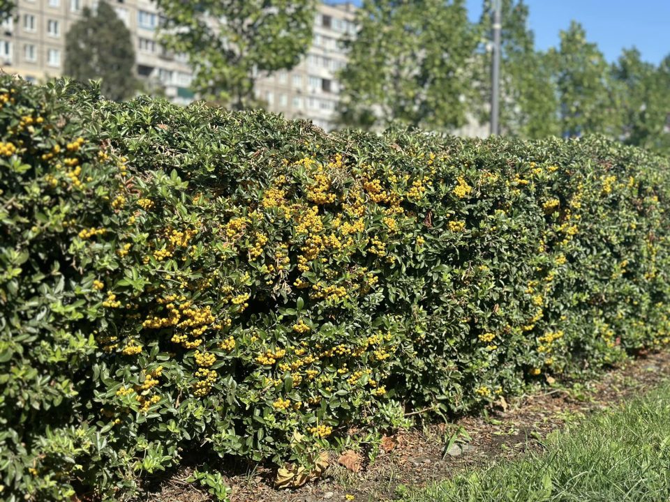 У Дніпрі розквітла вічнозелена рослина з яскравими ягодами
