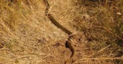 На Дніпропетровщині помітили найбільшу змію Європи - рис. 2