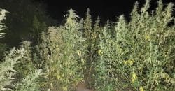 На Днепропетровщине пара "садоводов" вырастили почти сотню кустов конопли - рис. 1