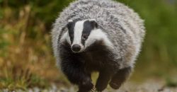 В пригороде Днепра барсук напал на человека - рис. 19