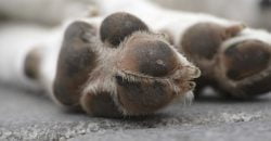 В Днепре на территории местного завода массово отравили собак - рис. 4