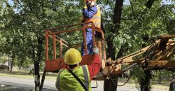 В Днепре спасли кота, который просидел на дереве 5 суток - рис. 21