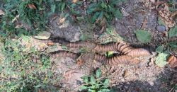 У Дніпрі посеред вулиці знайшли величезні кручені роги - рис. 2