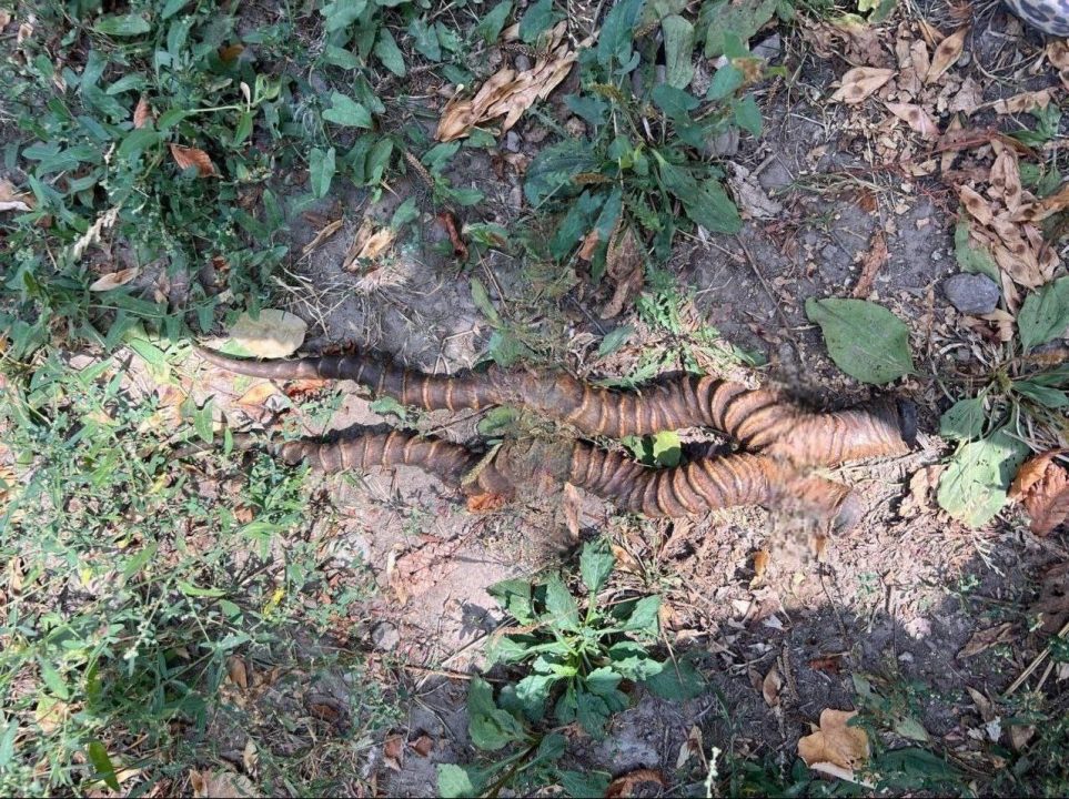 В Днепре посреди улицы нашли огромные крученые рога - рис. 1