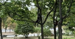 У Дніпрі на Перемозі зʼявився незвичайний зоопарк - рис. 4