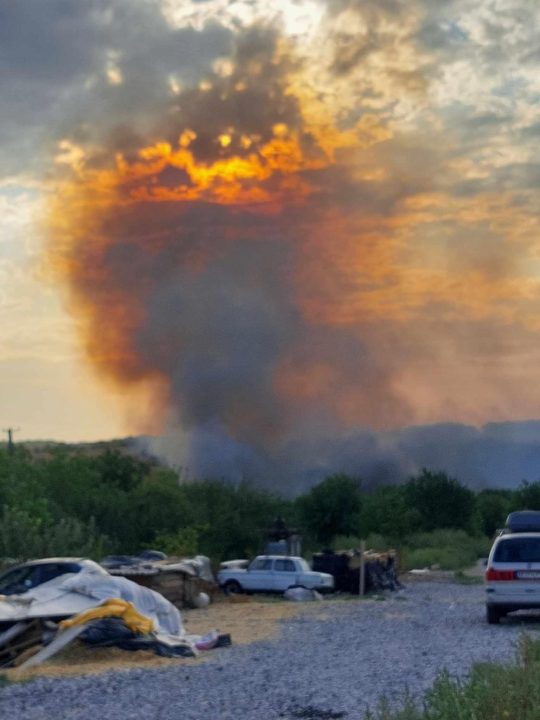 Почти 500 собак были в опасности: вблизи Днепра пожар едва не уничтожил приют для животных - рис. 1