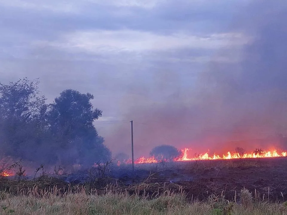 Майже 500 собак були в небезпеці: поблизу Дніпрі пожежа ледь не знищила притулок для тварин